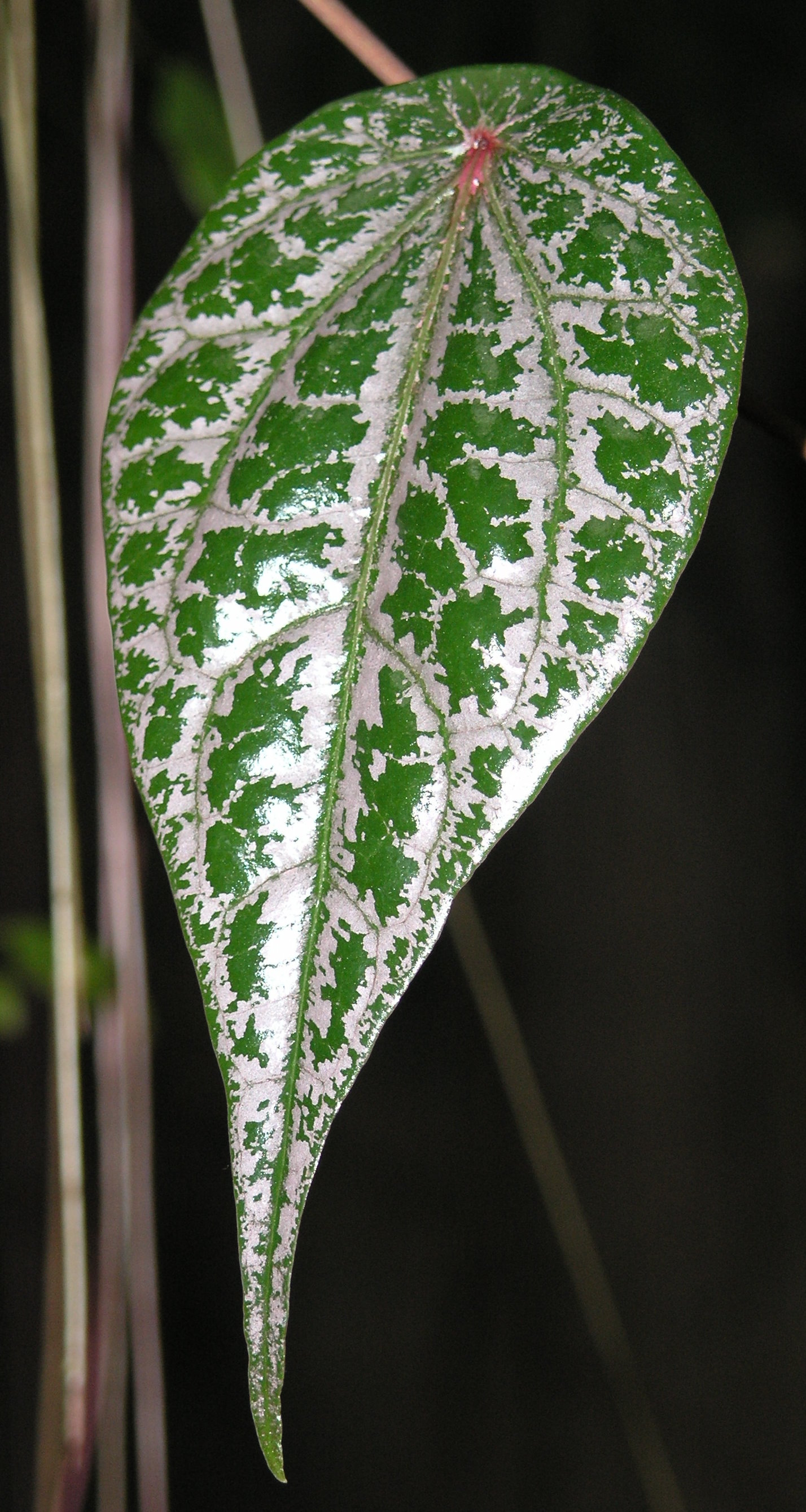 leaf