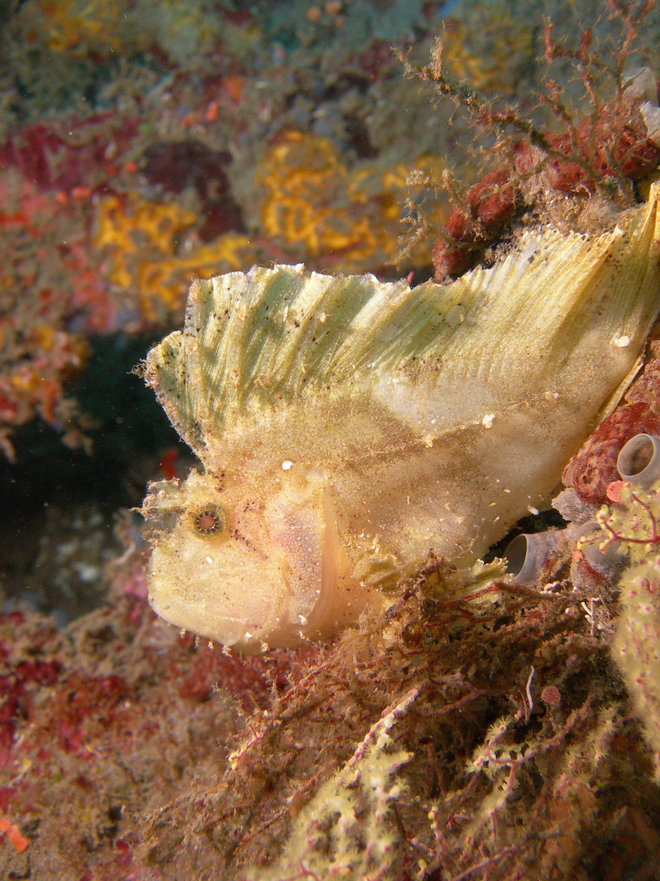 leaf_fish_selang