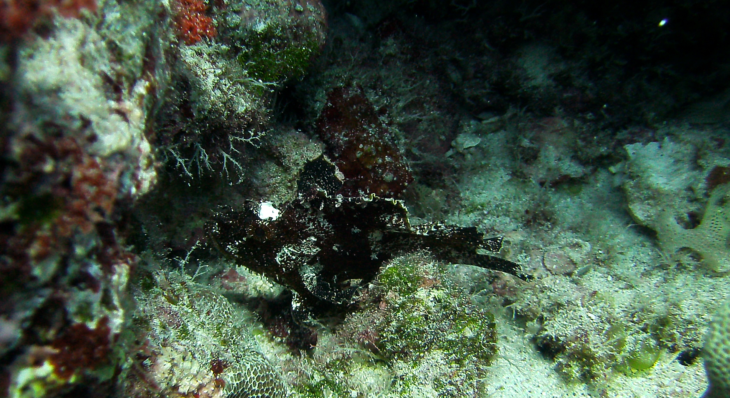 Leafy Scorpion Fish