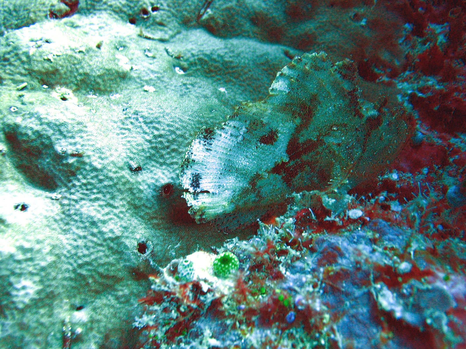 Leafy Scorpion fish