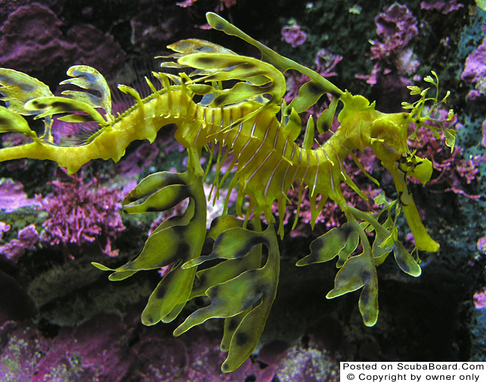 Leafy Sea Dragon