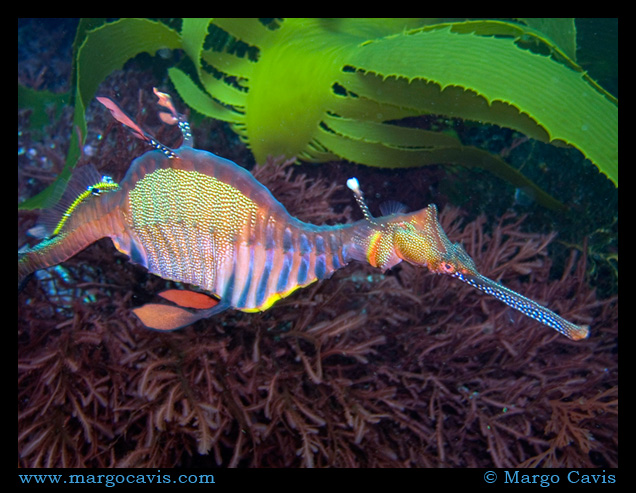 Leafy Sea Dragon