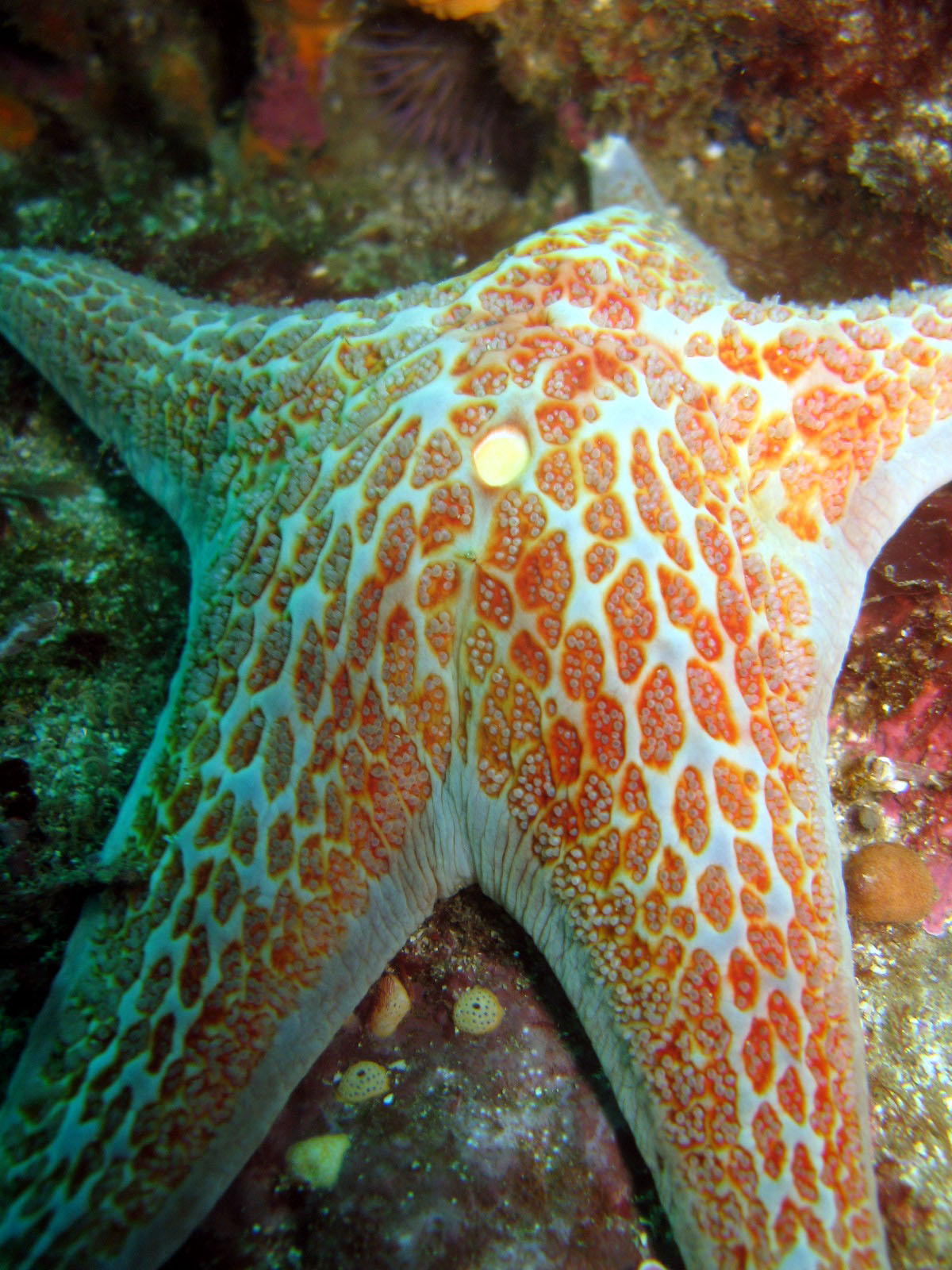 Leather Star (Dermasterias imbricata)