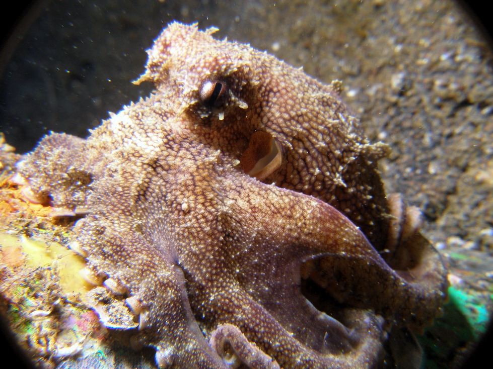 Lembeh April 2008