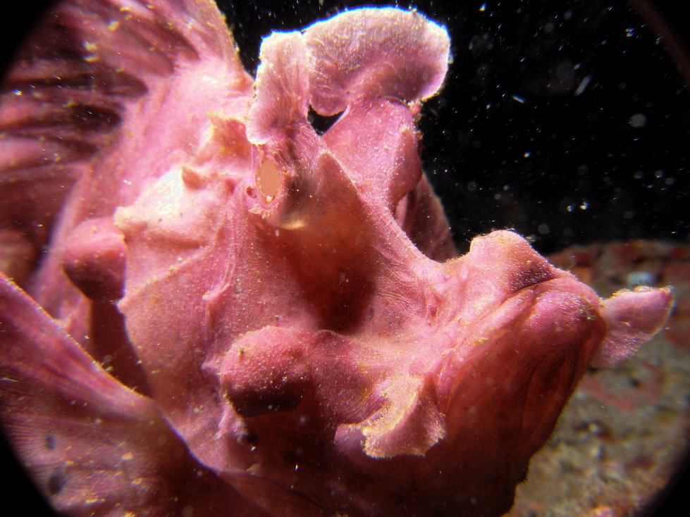 Lembeh April 2008