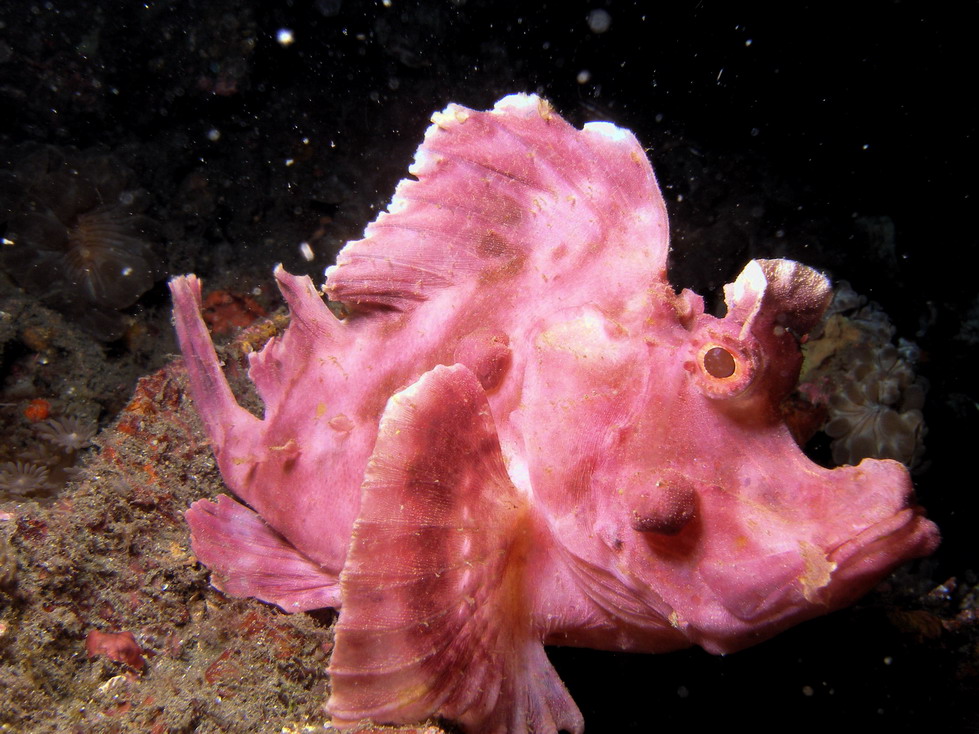 Lembeh April 2008