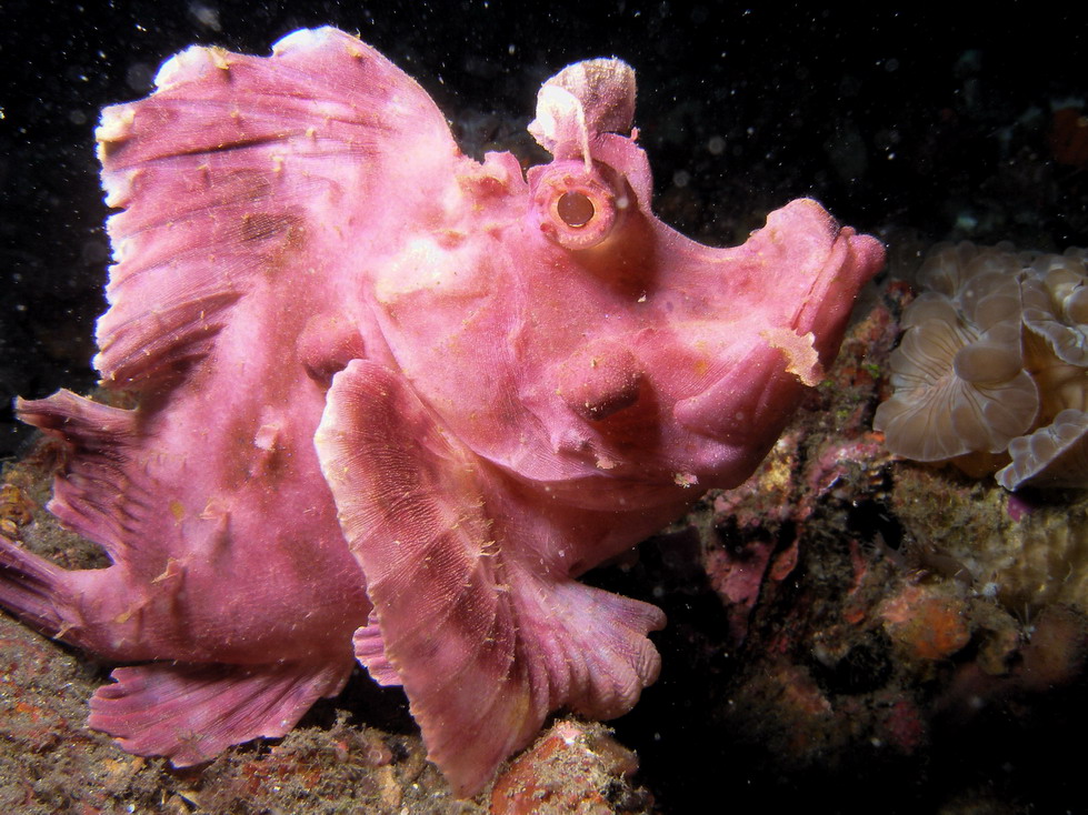 Lembeh April 2008