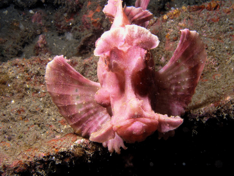 Lembeh April 2008