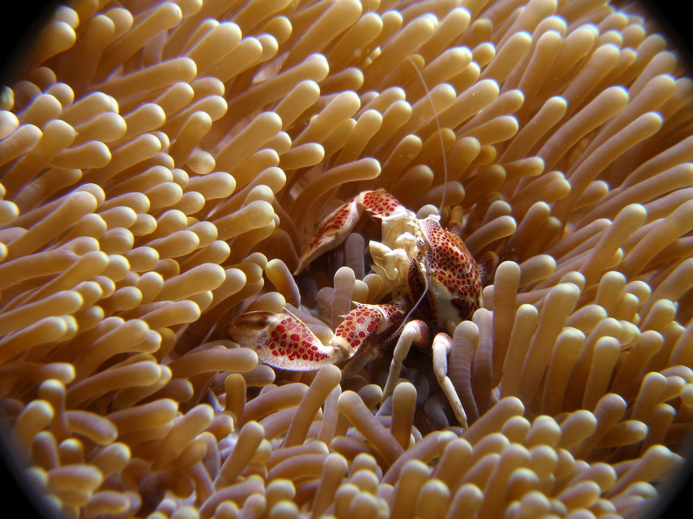 Lembeh April 2008