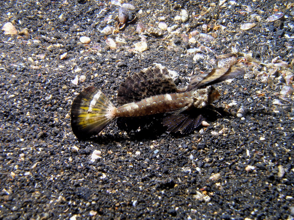 Lembeh April 2008