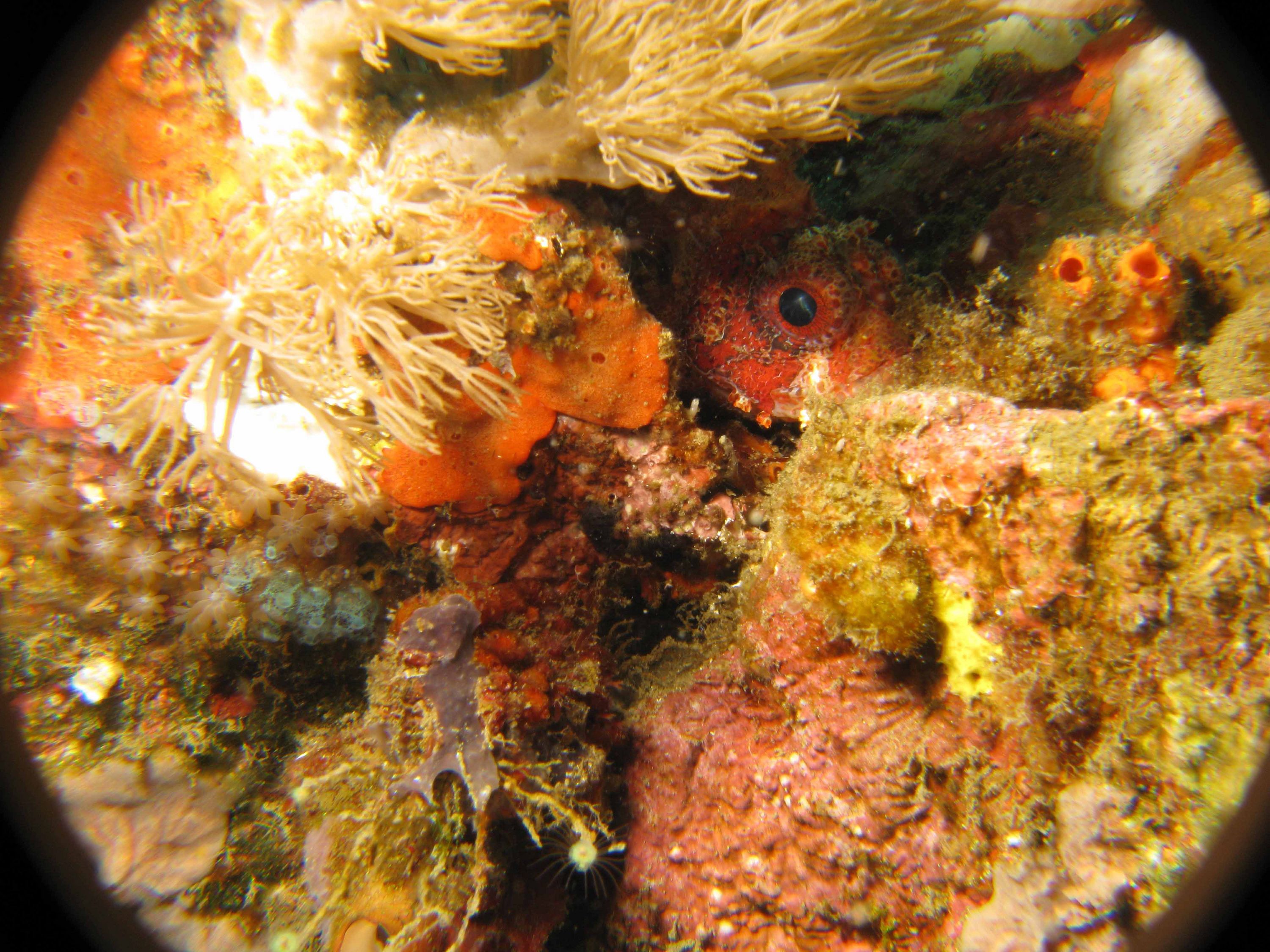 Lembeh Canon G9