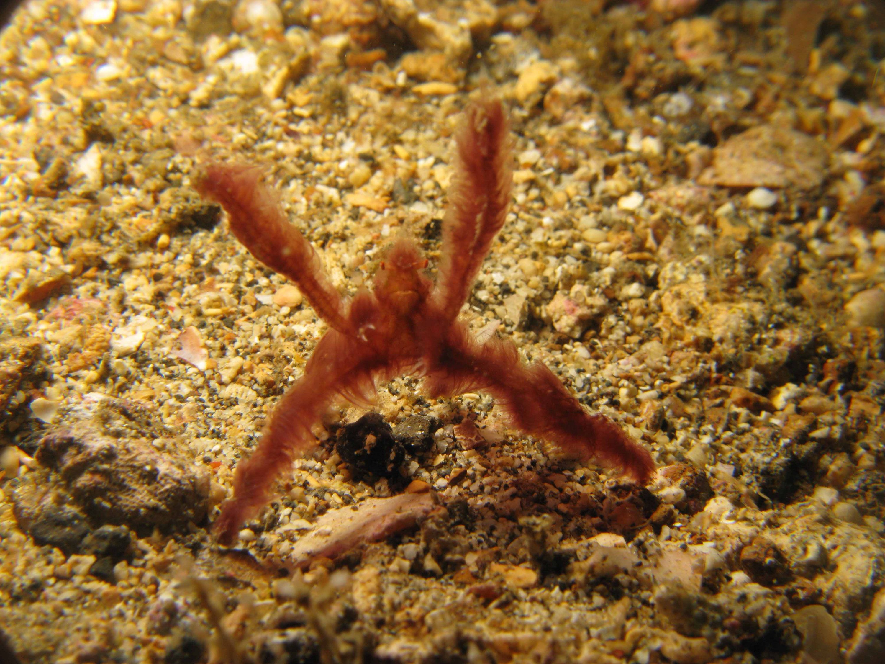 Lembeh Canon G9