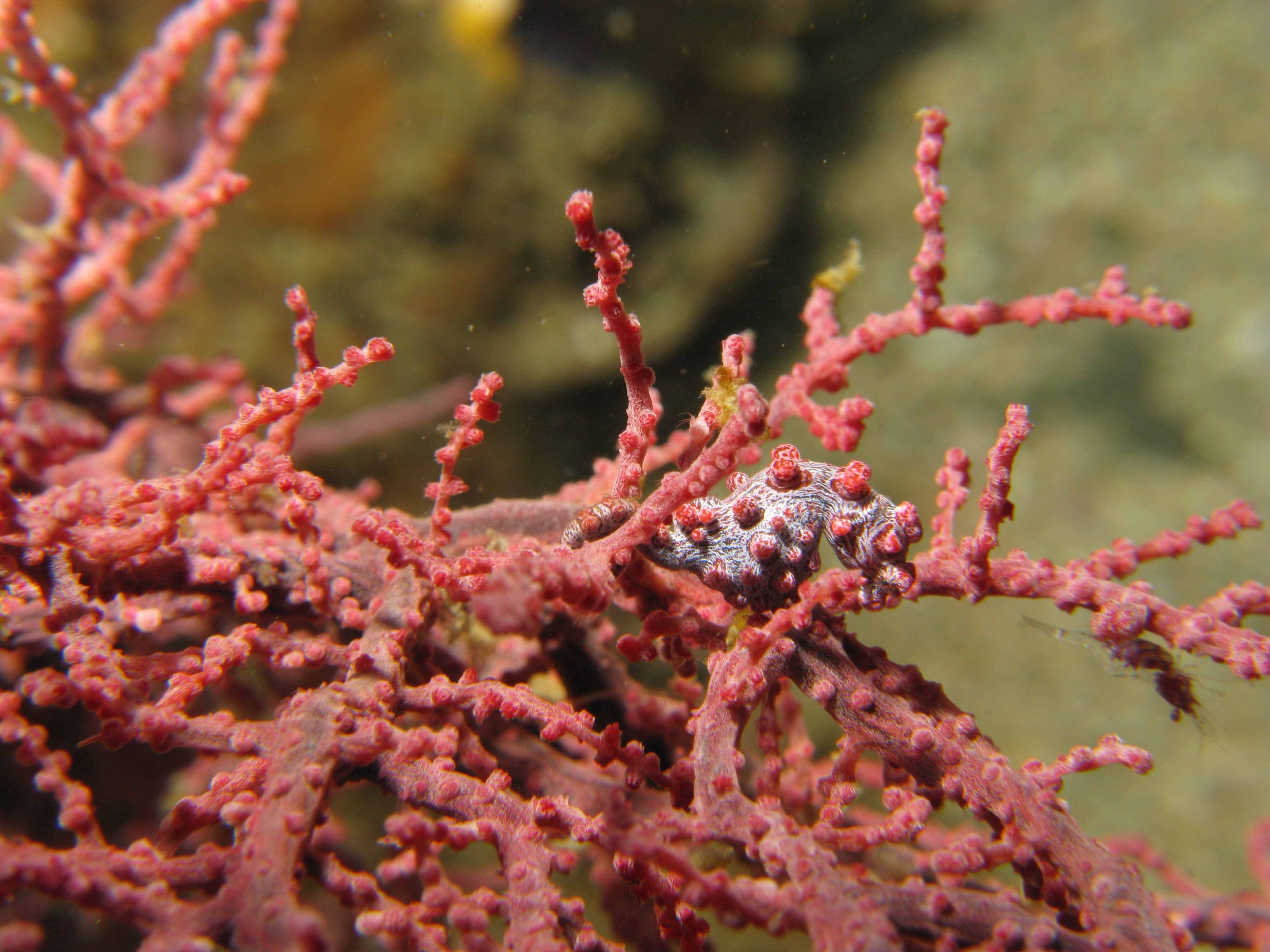 Lembeh Canon G9