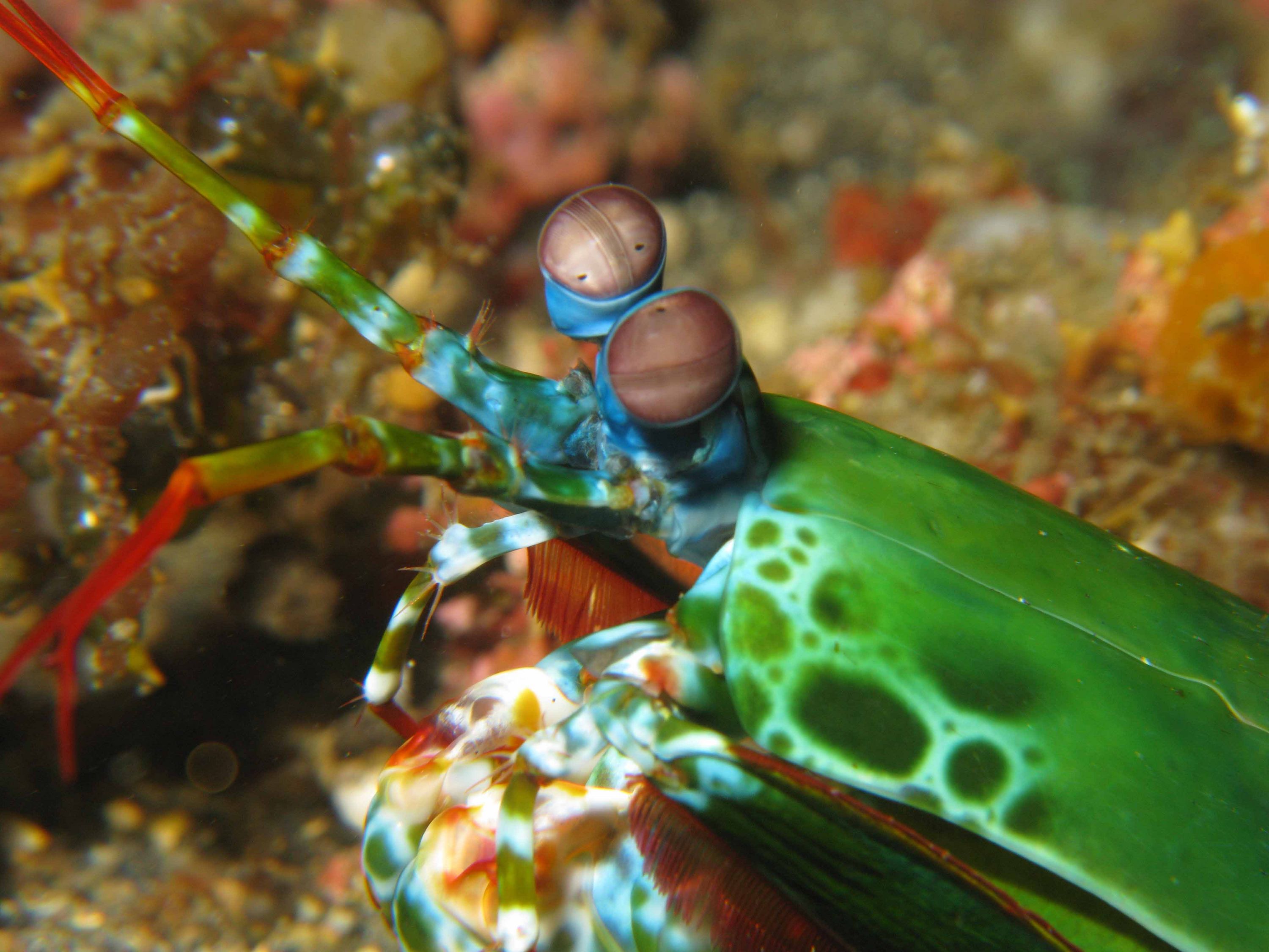 Lembeh Canon G9