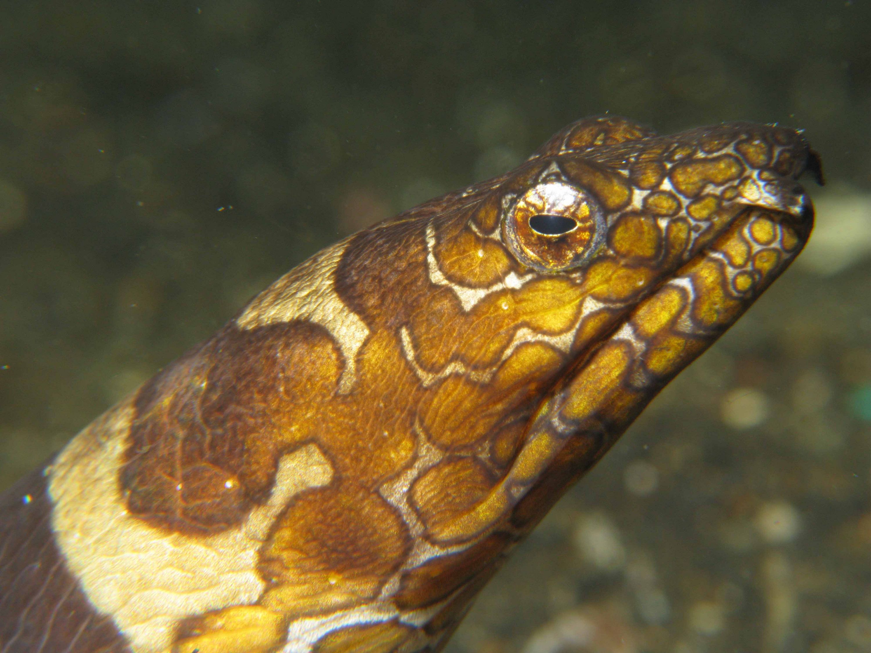 Lembeh Canon G9