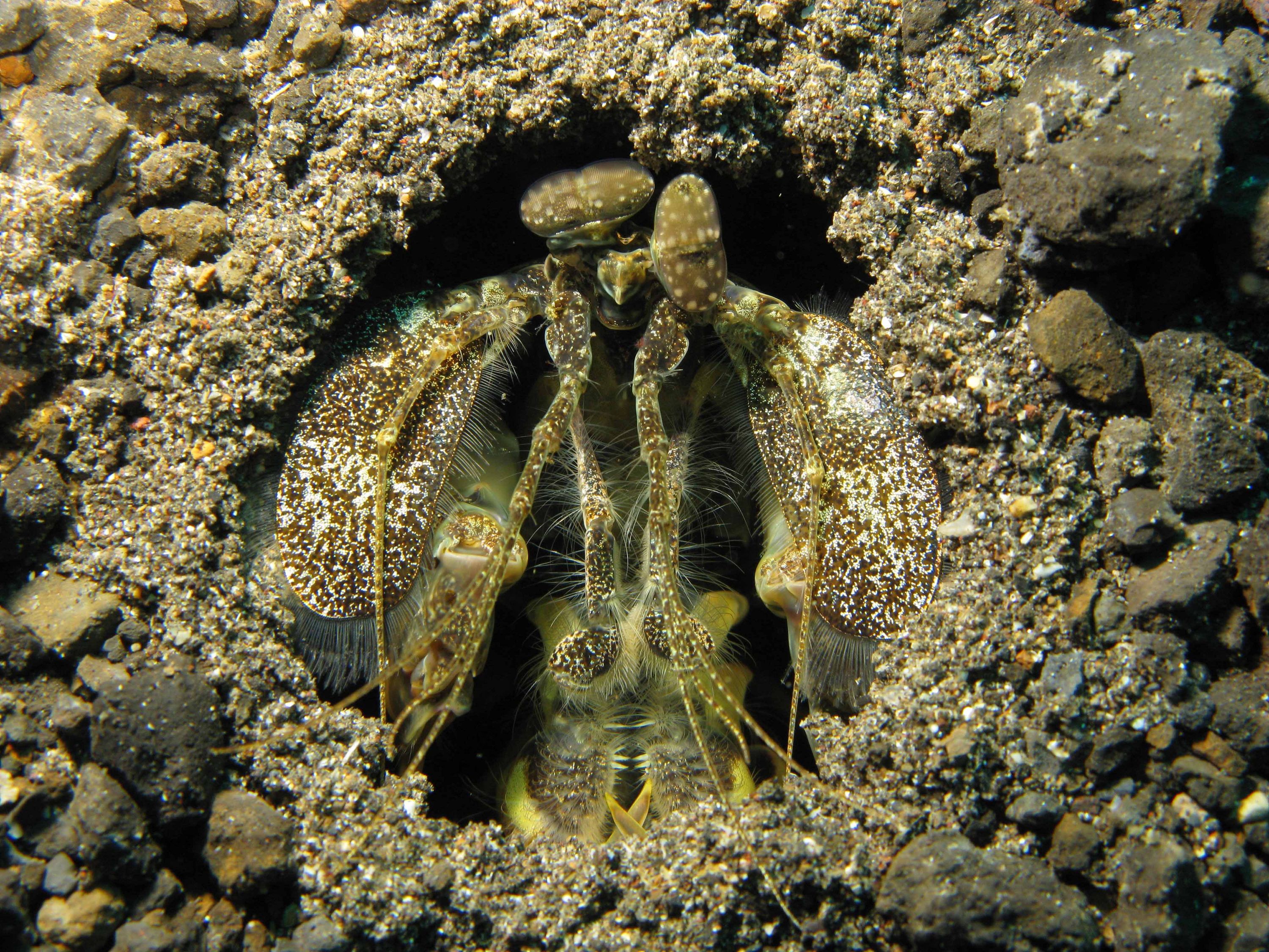 Lembeh Canon G9