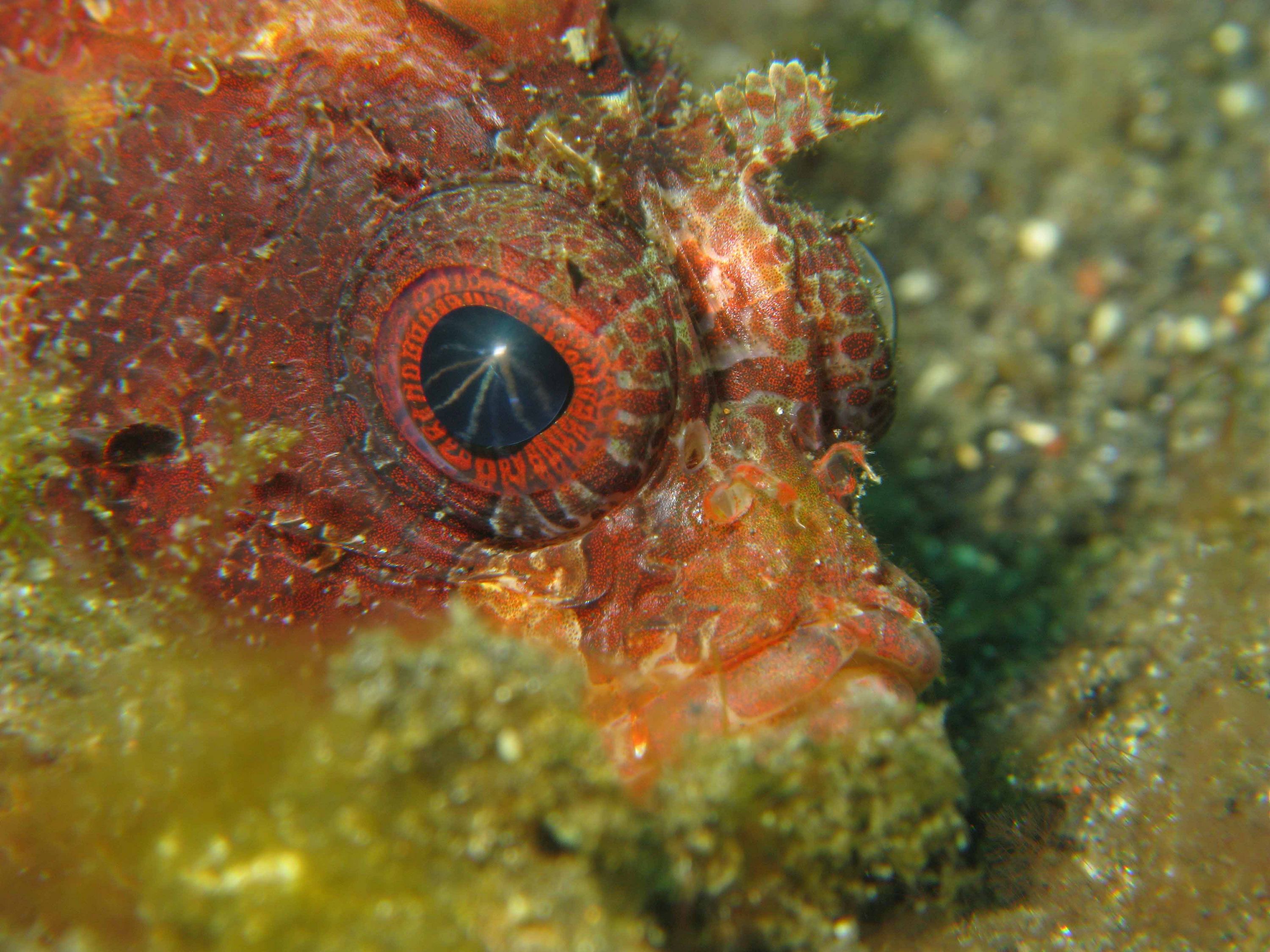 Lembeh Canon G9