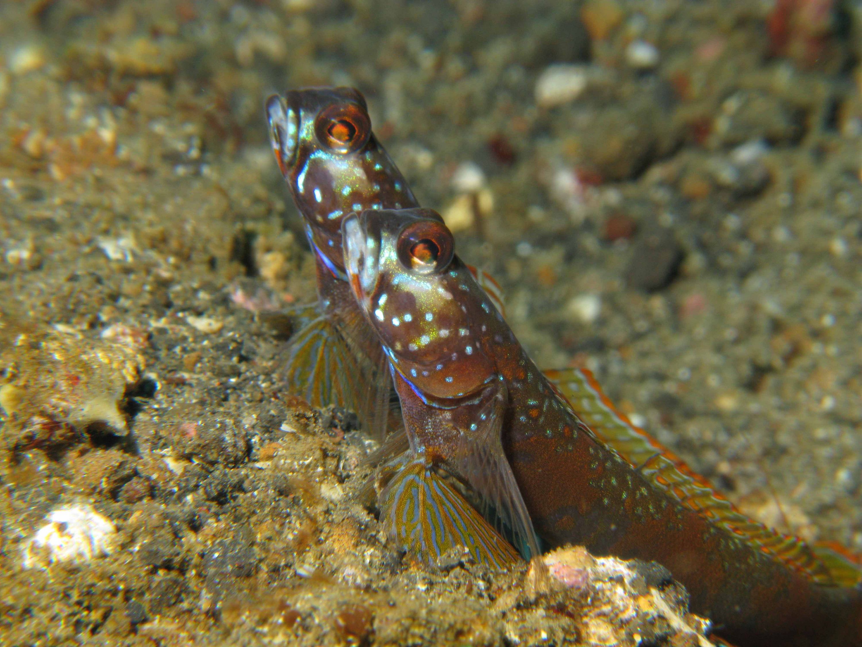 Lembeh Canon G9