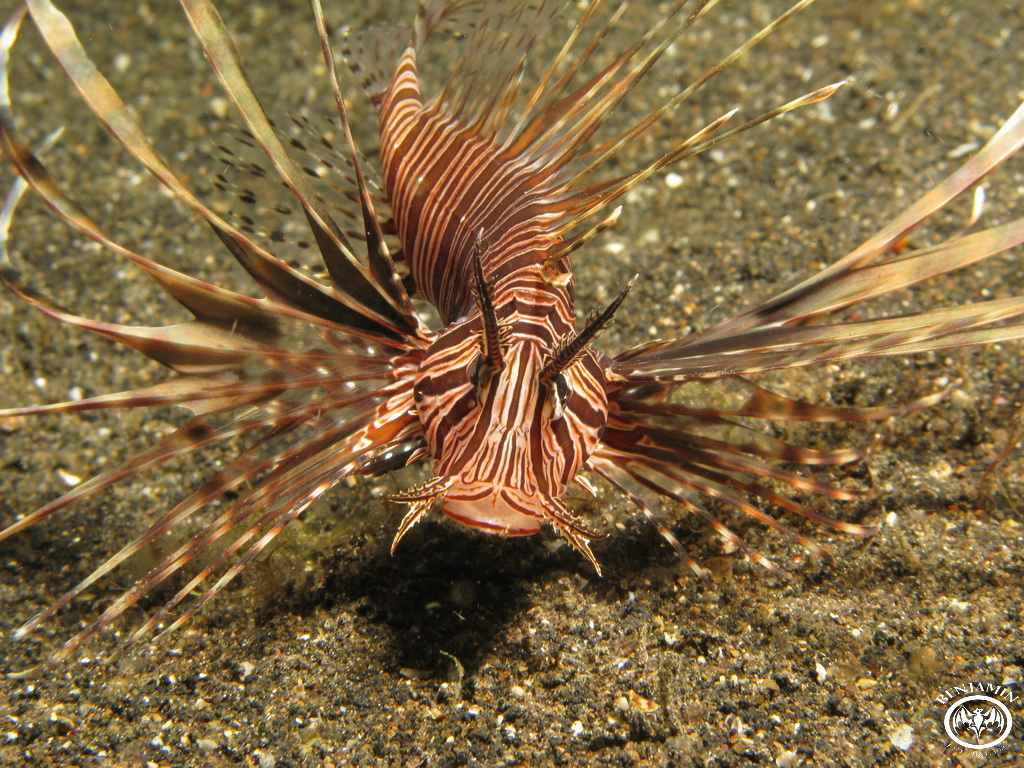 Lembeh - Indonesia 2008