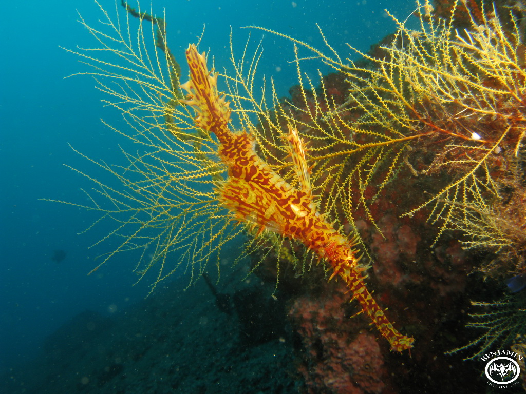 Lembeh - Indonesia 2008