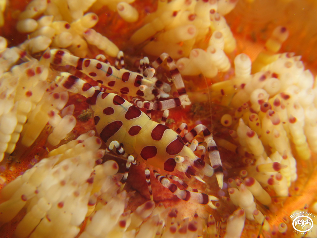 Lembeh - Indonesia 2008