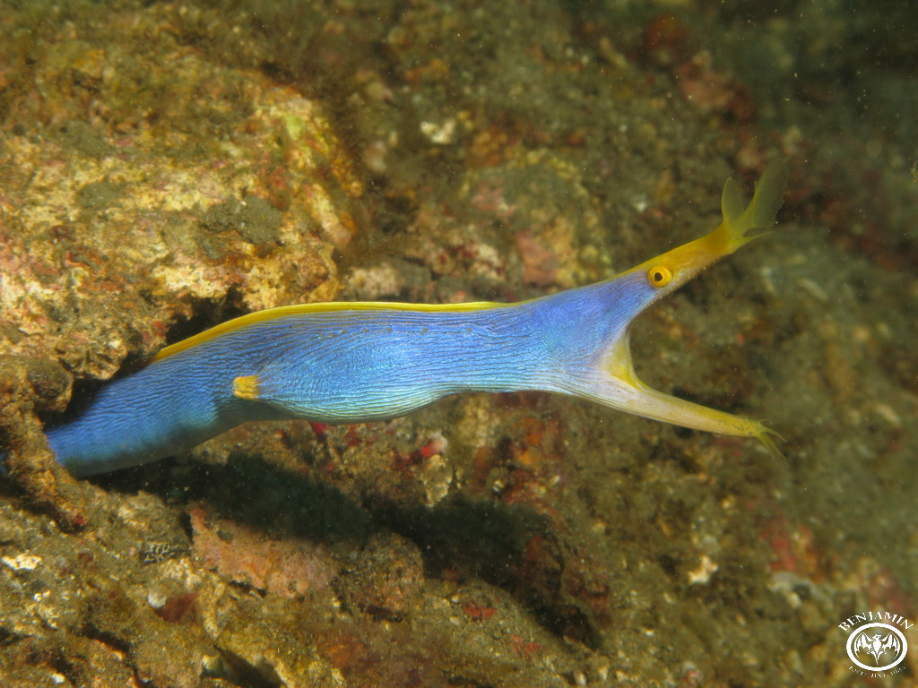 Lembeh - Indonesia 2008