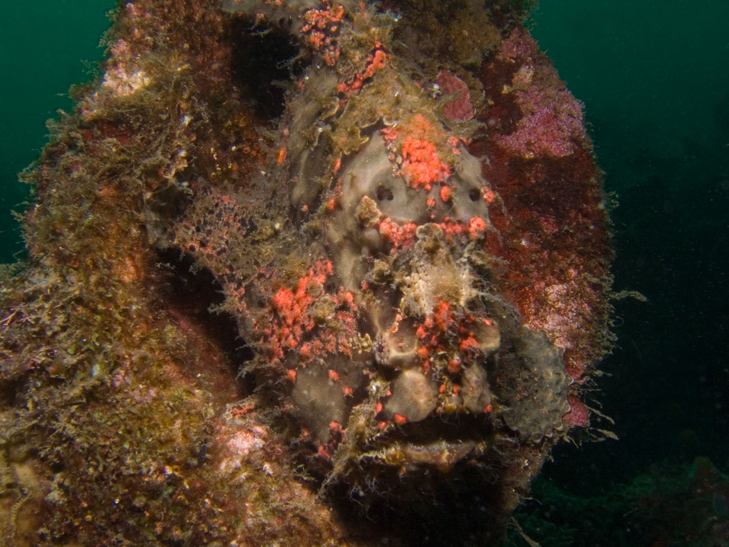 Lembeh, May 2008