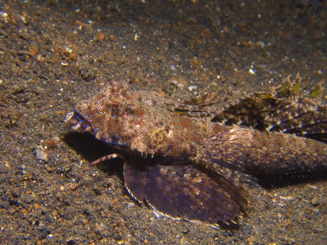 Lembeh, May 2008