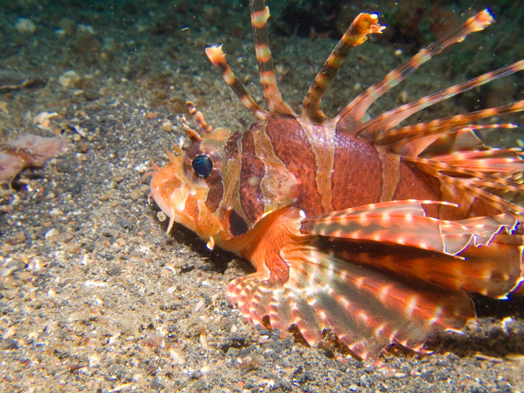 Lembeh, May 2008