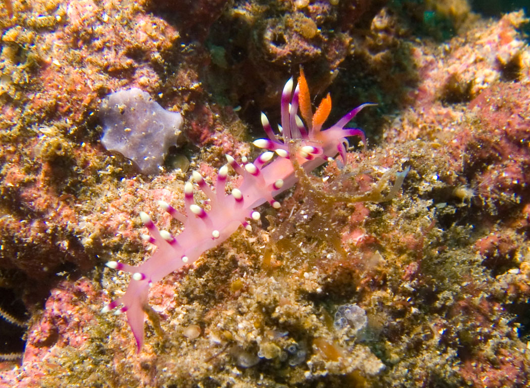 Lembeh, May 2008