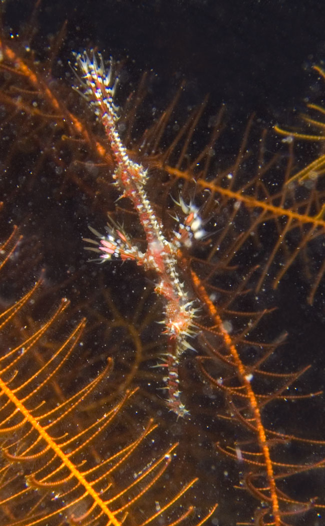 Lembeh, May 2008