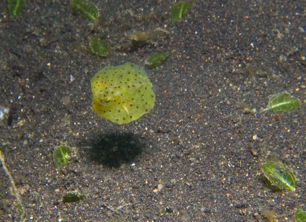 Lembeh, May 2008