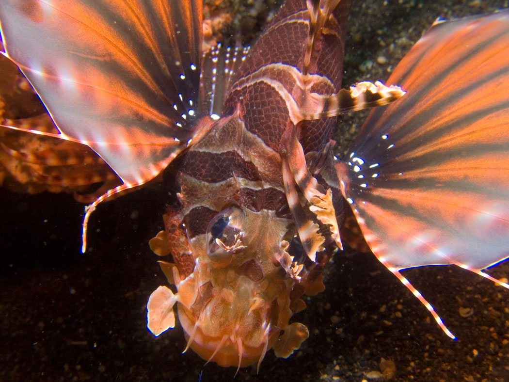 Lembeh, May 2008