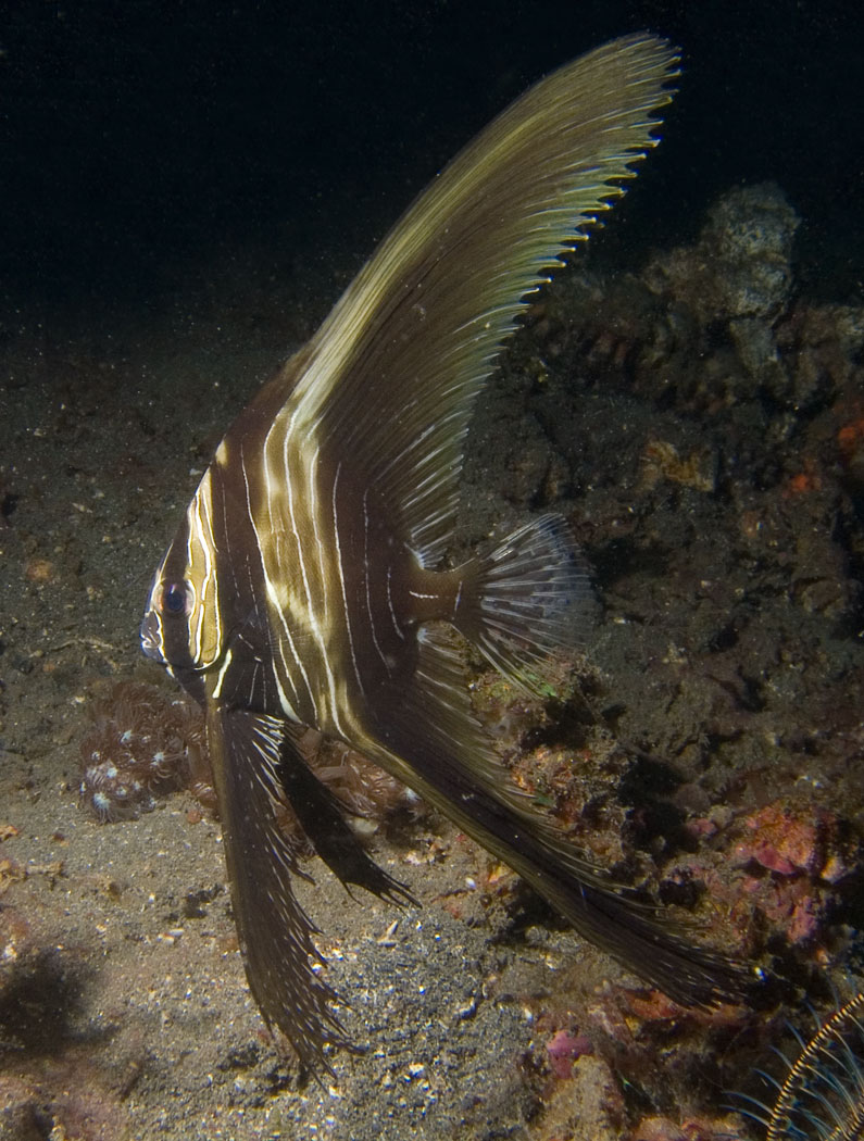 Lembeh, May 2008