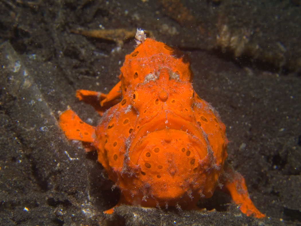 Lembeh, May 2008