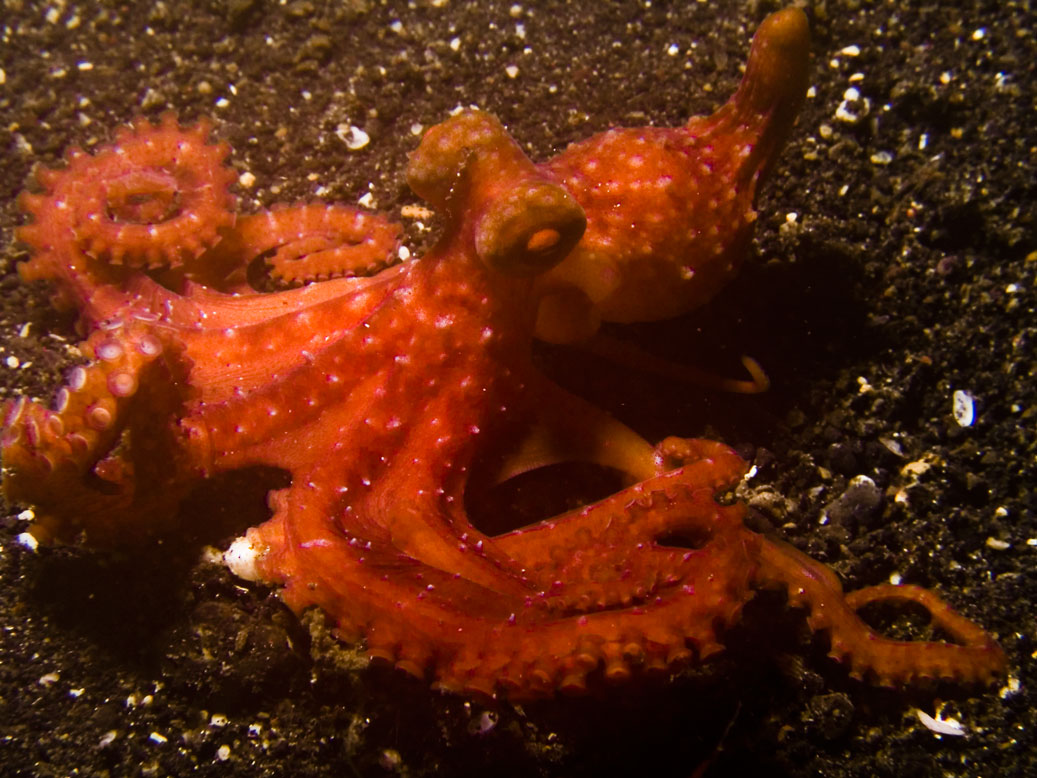 Lembeh, May 2008