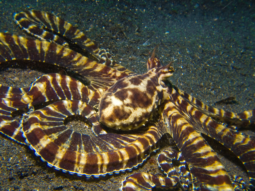 Lembeh, May 2008