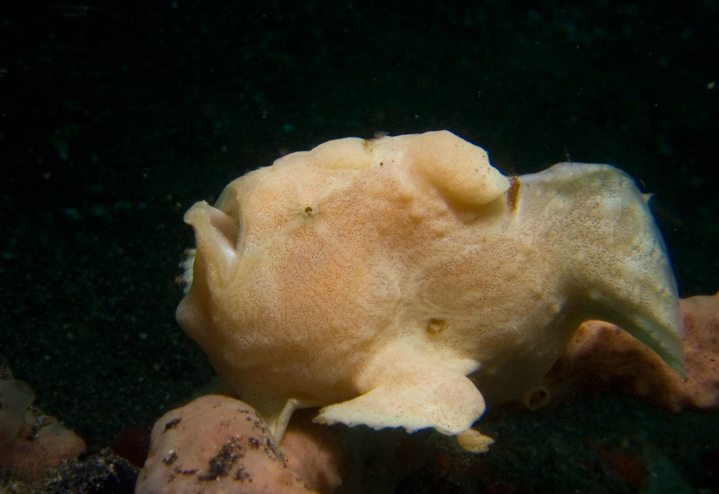 Lembeh, May 2008