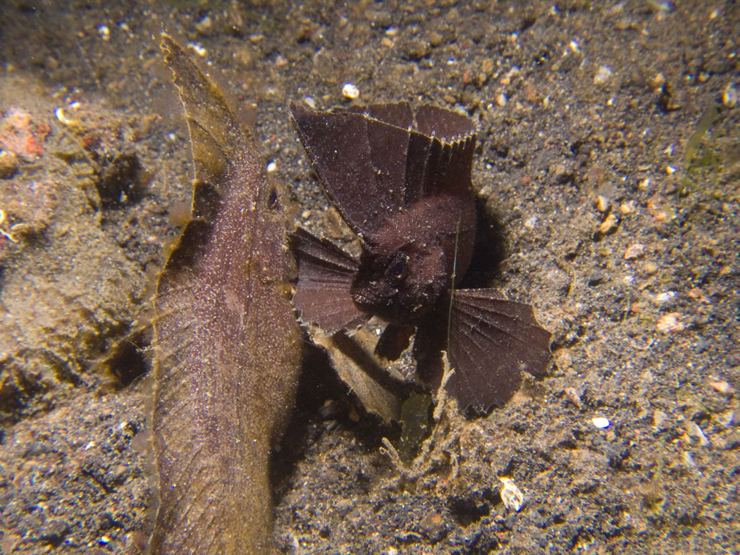 Lembeh, May 2008