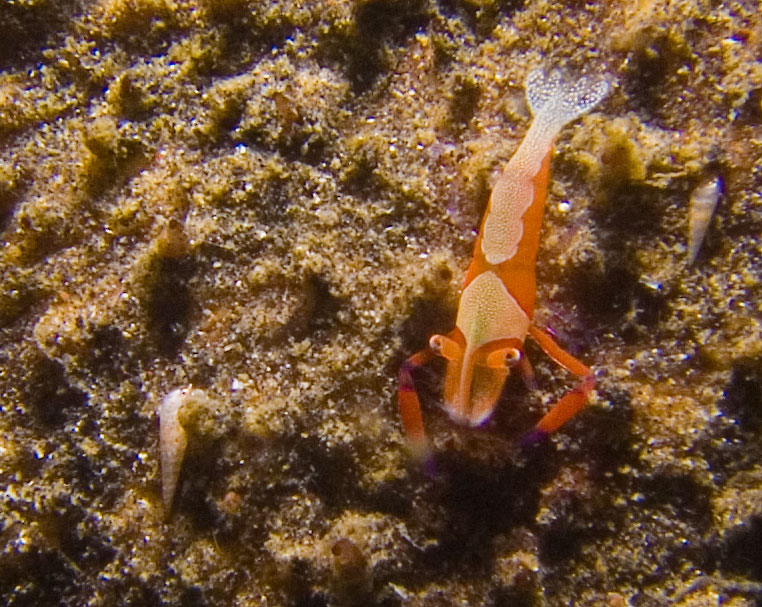 Lembeh, May 2008