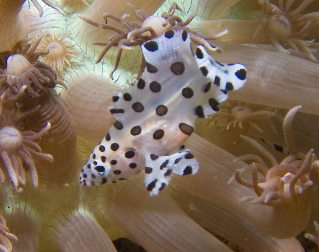 Lembeh, May 2008