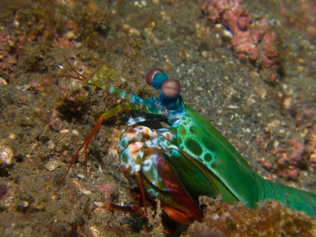 Lembeh, May 2008