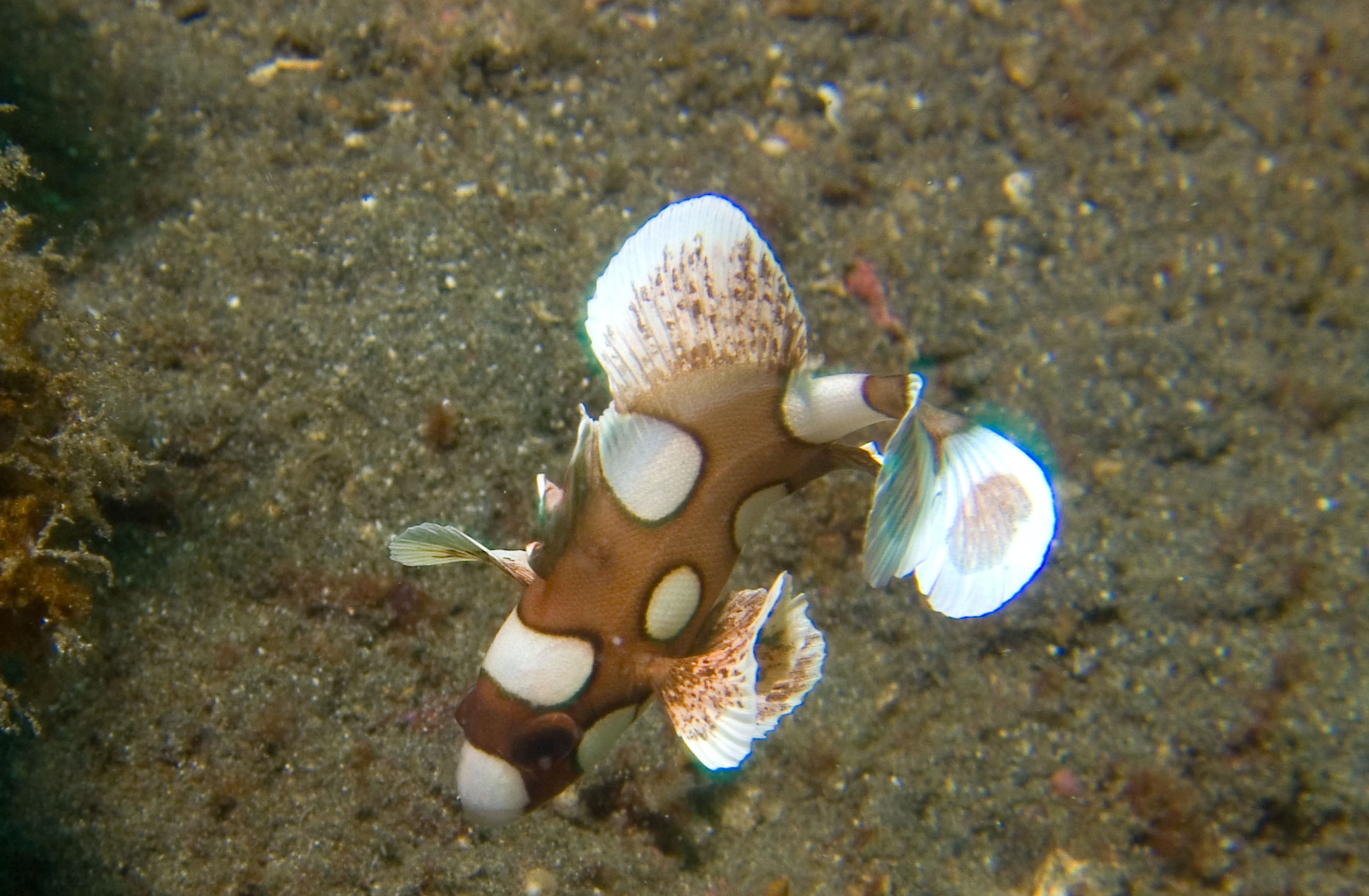 Lembeh, May 2008