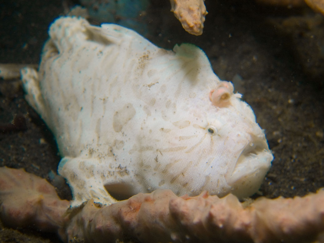 Lembeh, May 2008