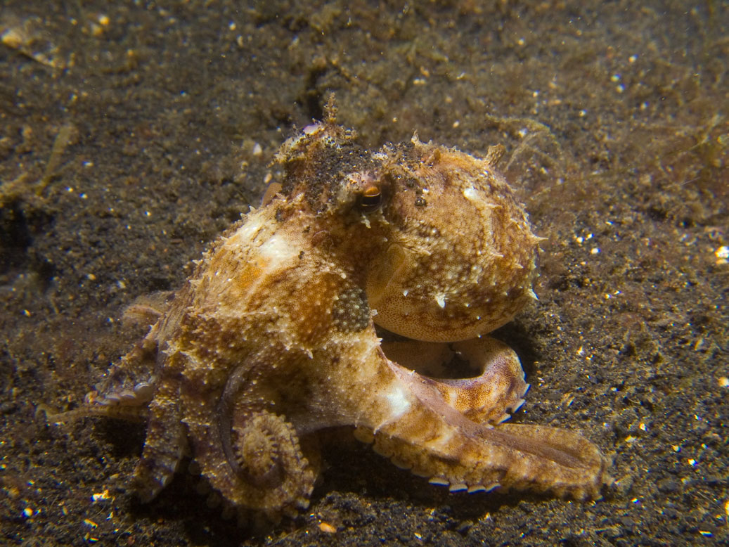 Lembeh, May 2008