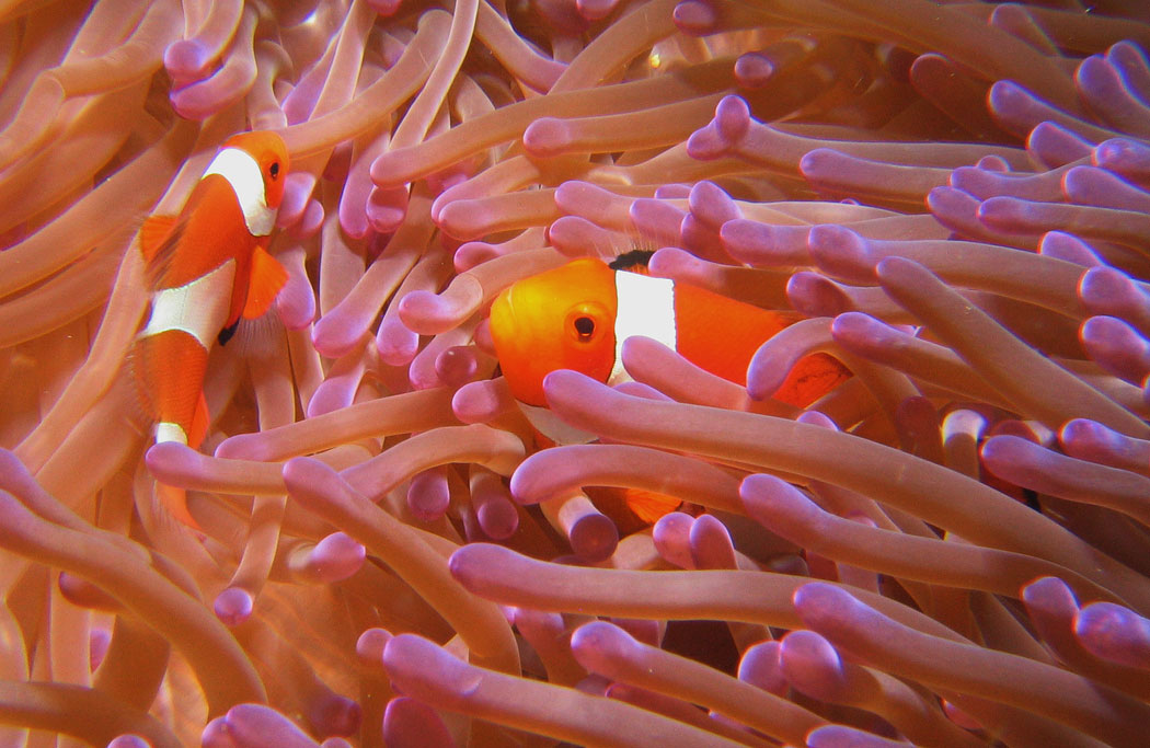 Lembeh, May 2008