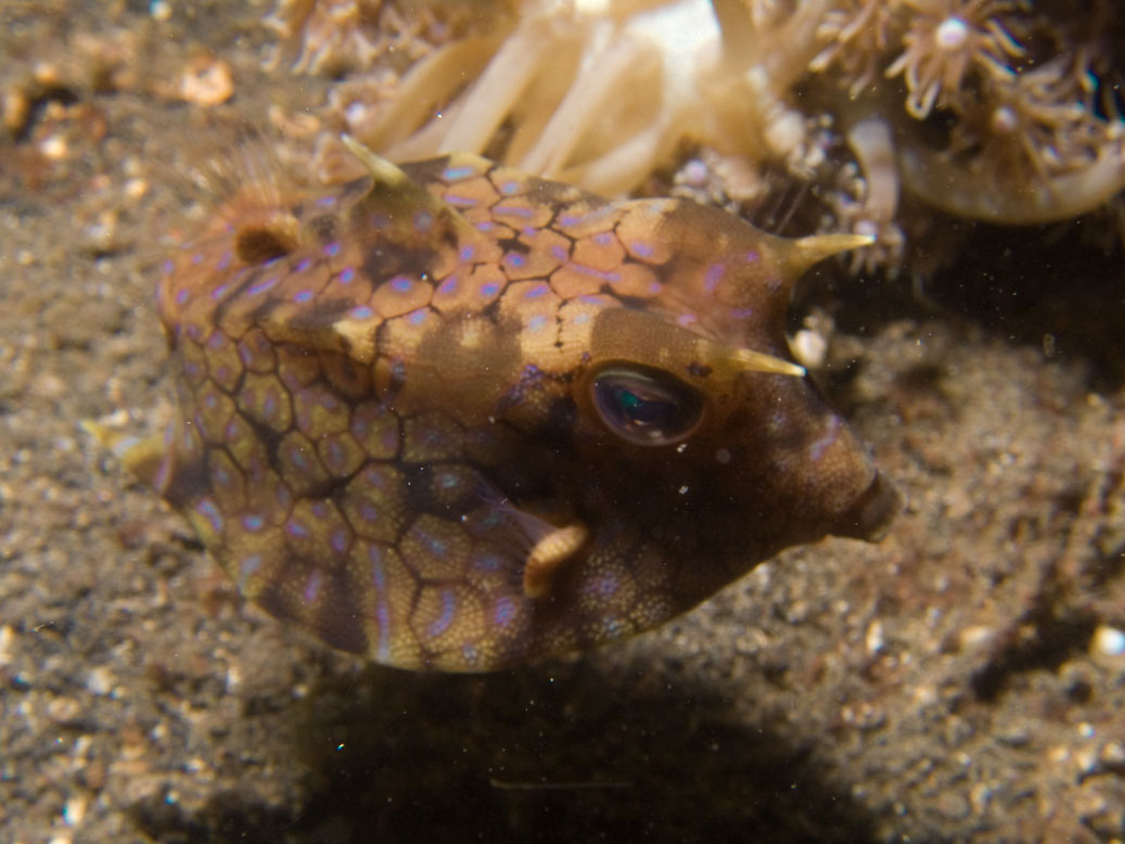 Lembeh, May 2008