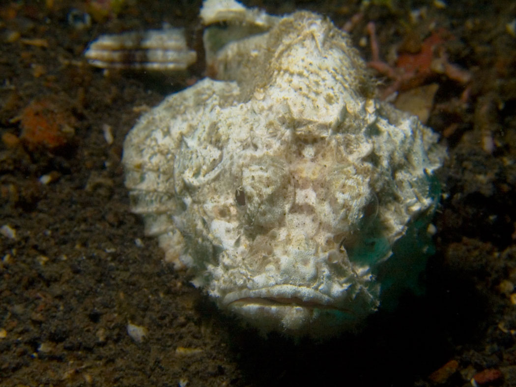 Lembeh, May 2008