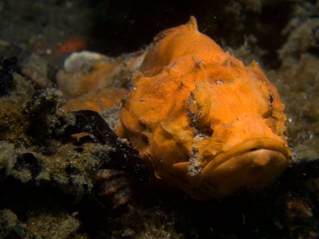 Lembeh, May 2008