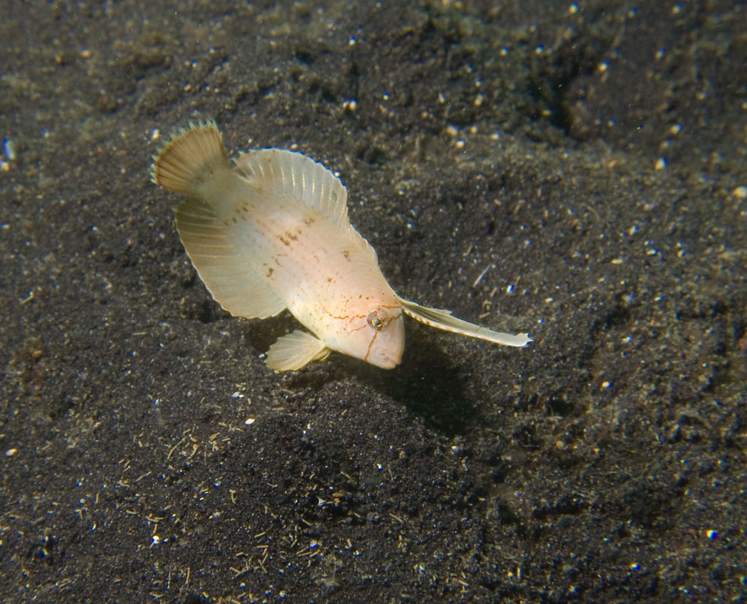 Lembeh, May 2008